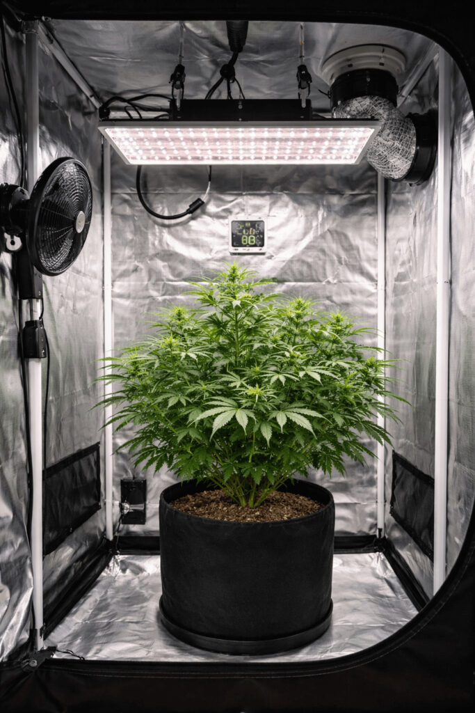 Indoor-Anbau für Anfänger in einer Growbox mit LED-Beleuchtung