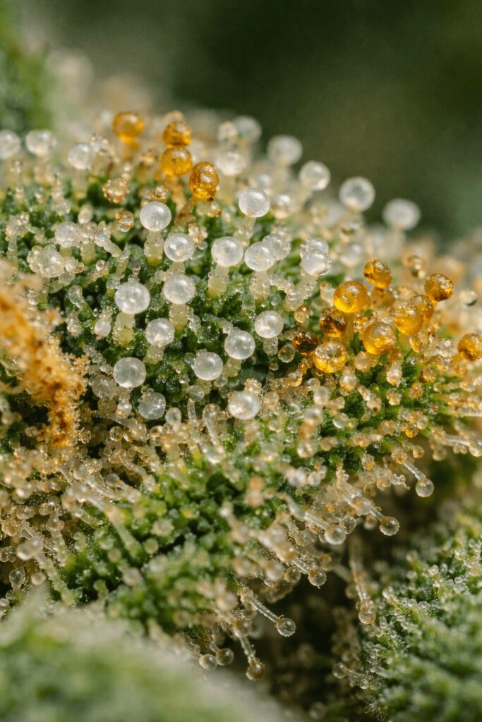 Milchige und bernsteinfarbene Trichome in der Blütephase