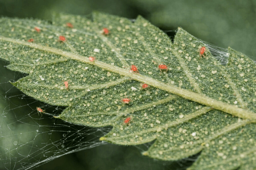 Spinnmilben auf Cannabis Blatt mit feinen Gespinsten und gelben Punkten
